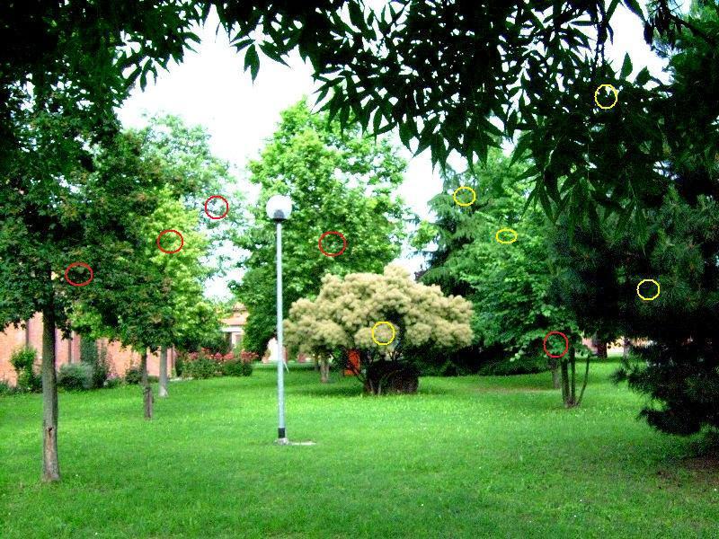 quiz: alberi da identificare